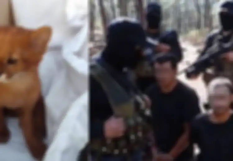 BERITA POPULER: Seorang Pria Diketjutkan oleh Kucing Temuannya yang Ternyata Spesies Lain, Pasukan Militer Meksiko Mundur Hadapi Geng Narkoba