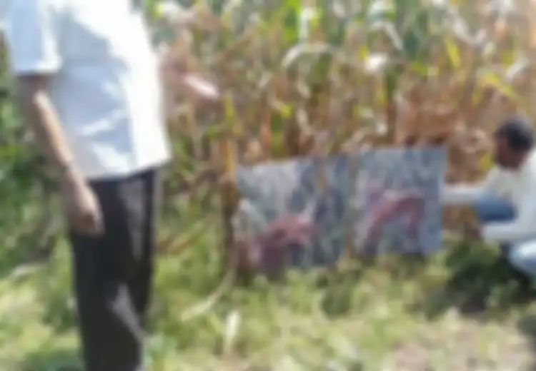 Ancaman Kemarau Panjang dan Gagal Panen, Asuransi Pertanian Penting bagi Petani, Mengapa?