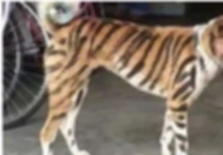 Bulu Anjing Ini Dilukis Garis-garis Hitam Seperti Harimau oleh Pemiliknya, Tak Disangka Inilah Alasan Cerdas di Baliknya
