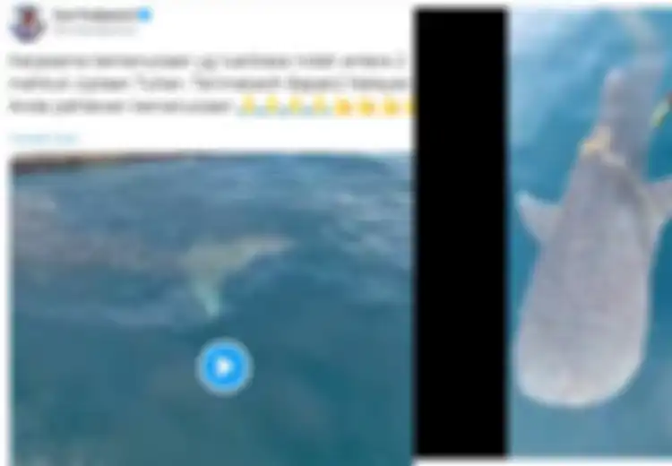 Video Nelayan Selamatkan Hiu Paus dari Lilitan Tali Jadi Viral, Begini Faktanya