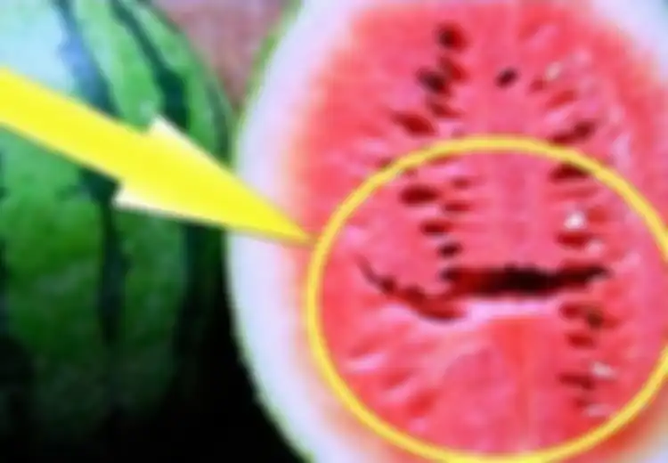 Hati-hati, Jika Membongkar Semangka Temukan Tanda Seperti Pada Gambar Ini, Sebaiknya Buang Saja Buah Tersebut, Begini Alasannya!