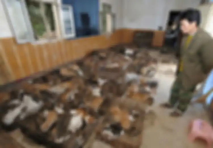Tega Merebus Hidup-hidup dan Menjadikannya Bahan Pembuat Tas, Sepatu Dan Dompet, Kekejaman Terhadap Kucing di 'Negara Panda' Ini Meningkat Drastis!