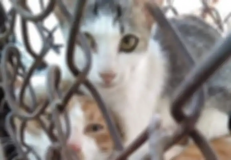 Hati-hati Bagi Pemilik Kucing, Menurut Penelitian Parasit yang Ditemukan dalam Kotoran Kucing dapat Tingkatkan Risiko Kanker Otak pada Manusia