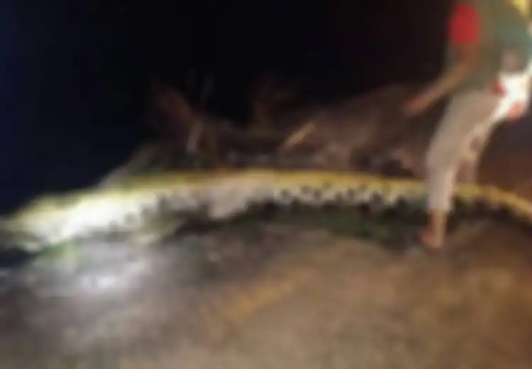 Buaya Sepanjang 4,2 Meter Menjatuhkan Korban, Tulang dan Pakaian Diyakini Milik Pekerja Perkebunan Ini: 'Buaya Sangat Berbahaya'