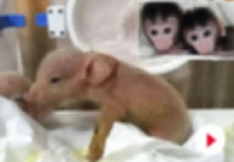 Pertama di Dunia, Hibrida Monyet-Babi Diciptakan di Laboratorium Genetika China, Ilmuwan Berusaha Membuatnya Sehat 
