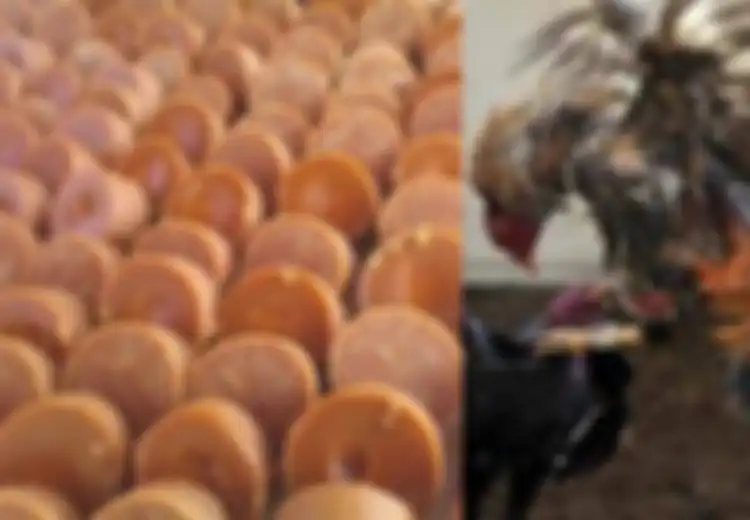 5 Manfaat Gula Merah untuk Ayam Aduan, Salah Satunya Cegah Angka Kematian pada Ayam