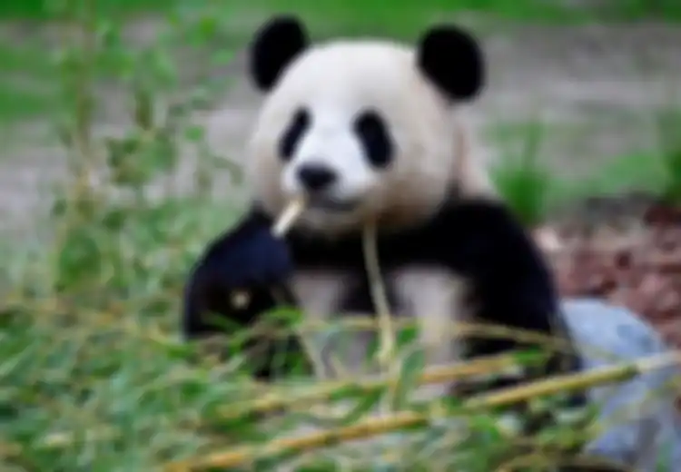 Mau Tahu Kenapa Bayi Panda Seukuran Tikus Padahal Induknya Seukuran Jumbo? Ini Jawaban Para Ahli!