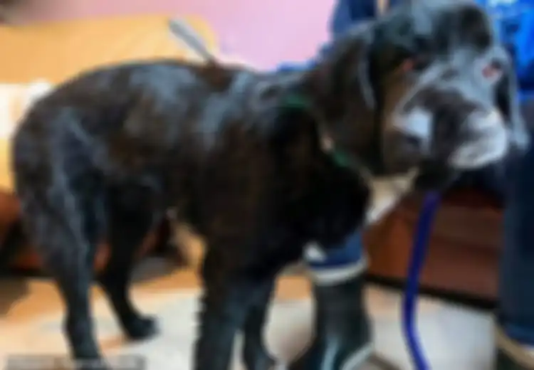 Berwajah Miring, Anjing Ini Sedang Mencari Orang Tulus untuk Mengadopsinya