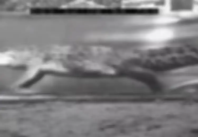 Video Mengerikan, Baru Ketahuan Bahwa Buaya Ternyata Mampu Berlari Seperti Kuda hingga Kecepatan 17 Km/jam, Ilmuwan: Manuver yang Baik
