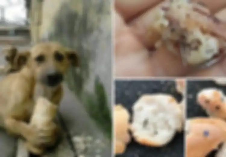 Menyedihkan, Anjing-anjing Liar Ini Sengaja Diberi Makanan dengan Paku di Dalamnya dengan Tujuan yang Keji Seperti Ini