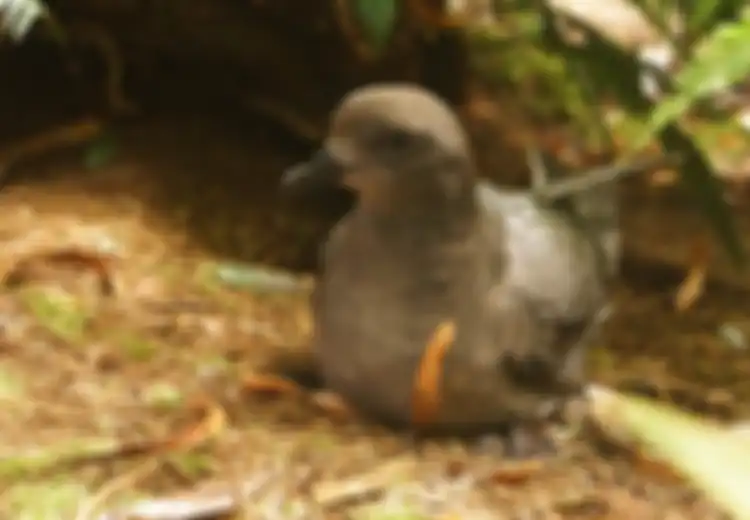 Menggerogoti Habis Jari Kaki hingga Merusak Paruh, Anak-anak Burung Ini Diserang Penyakit Misterius yang Ternyata Datang dari Sini dengan Racun Penghancur Mengerikan! 