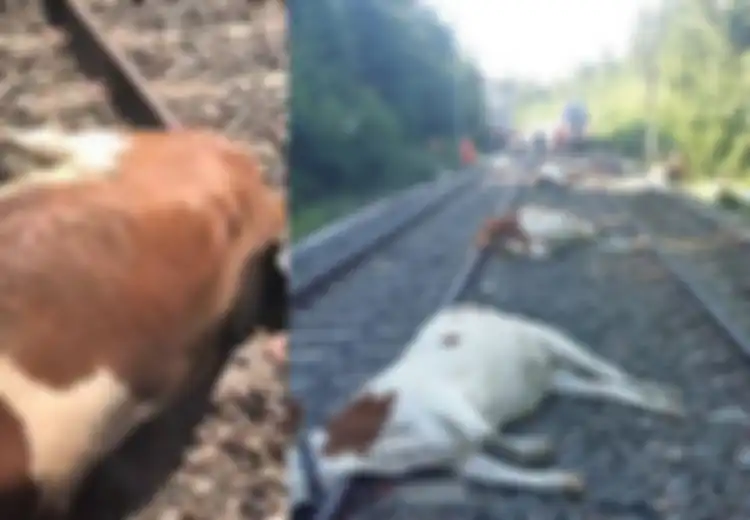 Ditabrak Kereta Api Cepat, 20 Ekor Sapi Tewas, Padahal Mereka Diduga Telah Mengembara Sejauh 8 Kilometer Sebelumnya