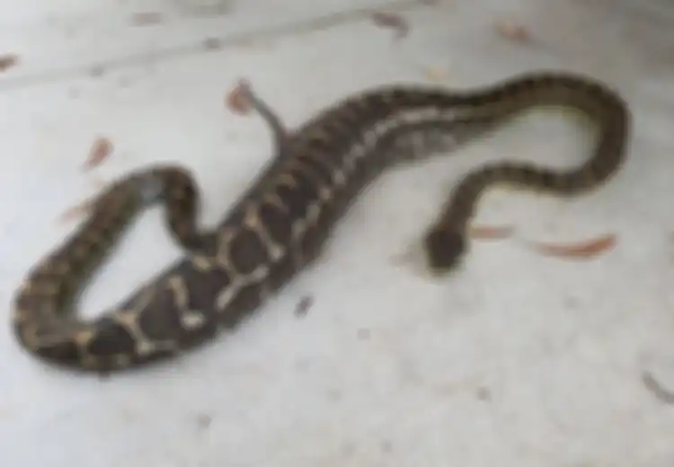 Panjangnya Capai 2 Meter, Ular Piton Raksasa Ini Ditemukan Sedang Tidur di Kebun, Ternyata Sudah Memangsa 'Bagian Keluarga' Ini: 'Anak-anaknya Juga Sangat Sedih' 