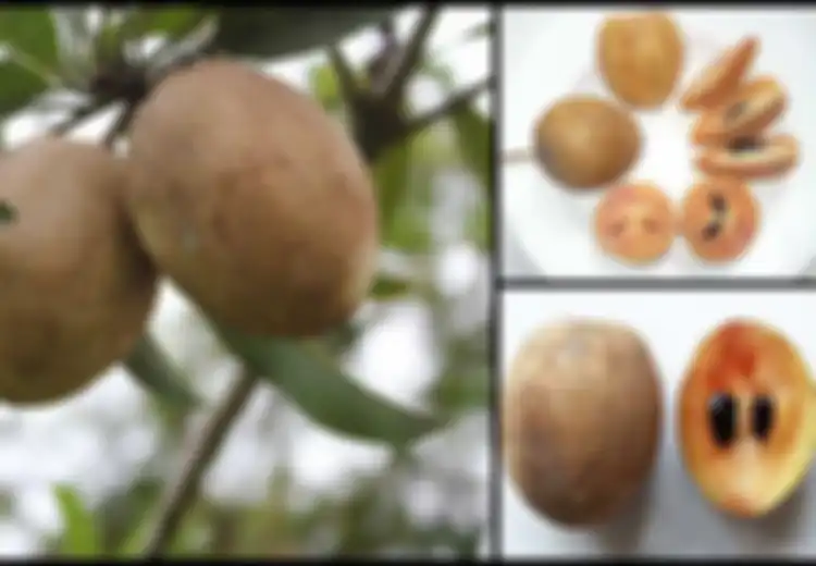 10 Manfaat Buah Sawo yang Tidak Anda Ketahui, dari Obati Gangguan Lambung hingga Cegah Jenis Kanker Tertentu!