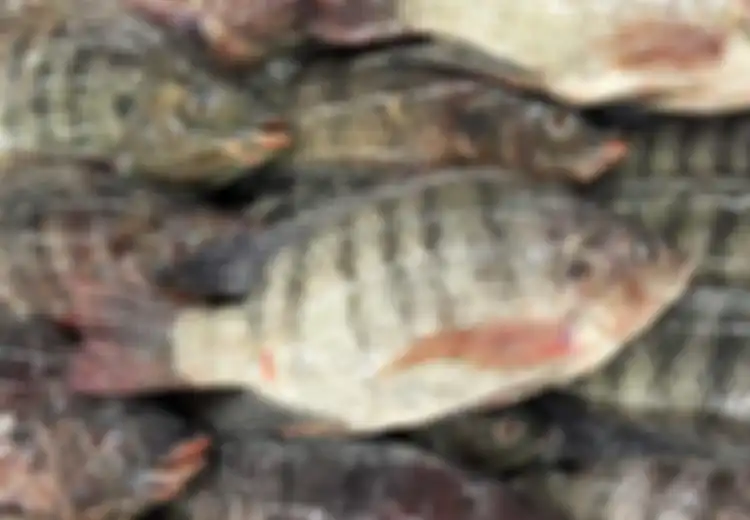 Jangan Jijik Ya! Masih Mau Makan Ikan Mujair Setelah Tahu 5 Fakta Berikut Ini?
