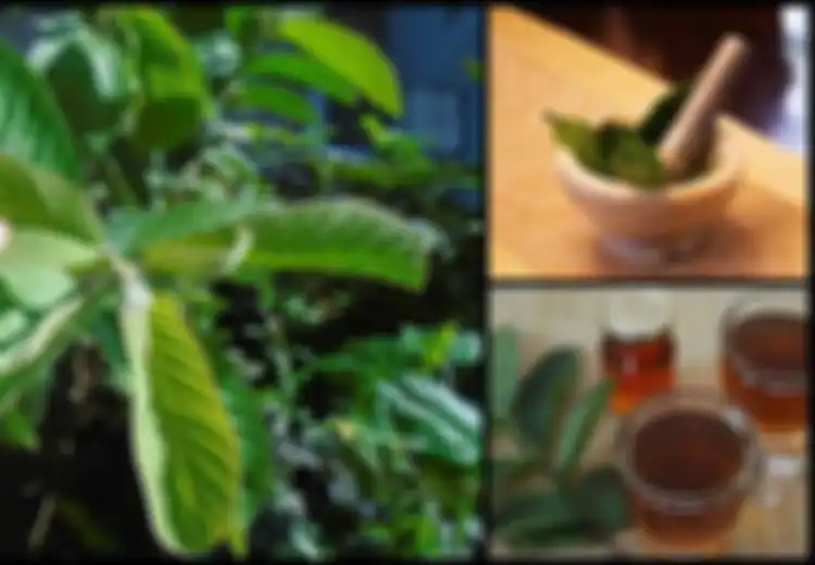 4 Manfaat Daun Jambu Biji Bagi Kesehatan Kulit Anda, Termasuk Dapat Mengatasi Keriput, Begini Cara Pakainya!