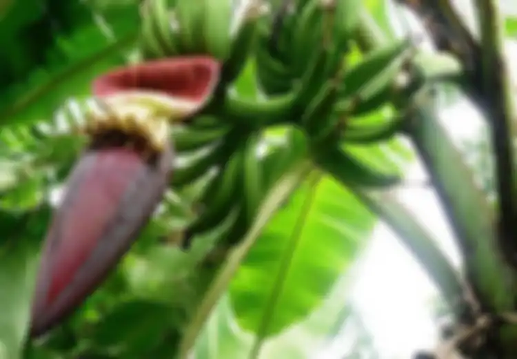 5 Manfaat Jantung Pisang untuk Wanita, Termasuk Bisa Kurangi Perdarahan Menstruasi Lho!