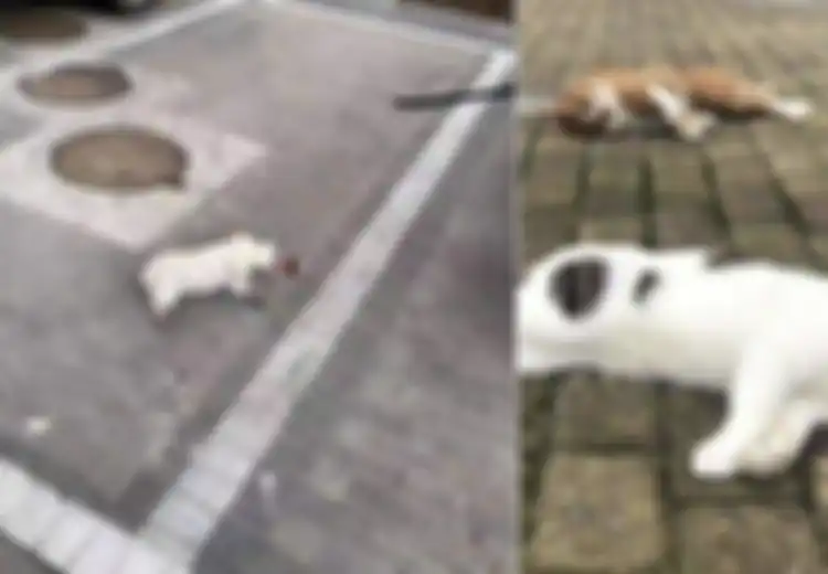 Kucing-kucing dan Anjing di China Dilempar dari Jendela hingga Mati, Pemiliknya Takut Tertular Virus Corona yang Sudah Menginfeksi 11.000 Orang, Bagaimana Kebenarannya?