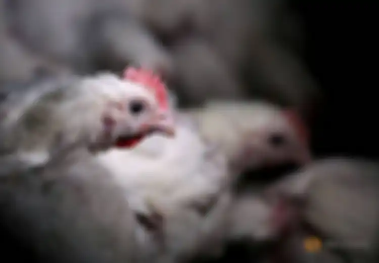 Kabar Baik Bagi Para Peternak Ayam, Pemerintah Siap Beli Ayam Peternak Jatim Agar Keuntungan Kembali Kepada Para Peternak yang Terdampak Covid-19