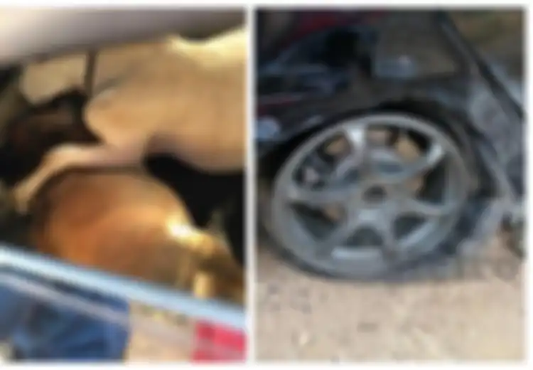 Nekat Curi 3 Sapi dengan Mobil MPV, Beginilah Nasib Pencuri Setelah Ban Mobil Meledak