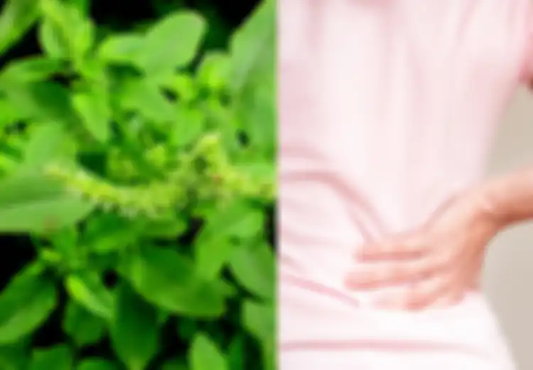 Ini 6 Manfaat Tanaman Obat Bayam Duri, Termasuk untuk Kesehatan Tulang, Tapi Hati-hati Bagi Penderita Ginjal
