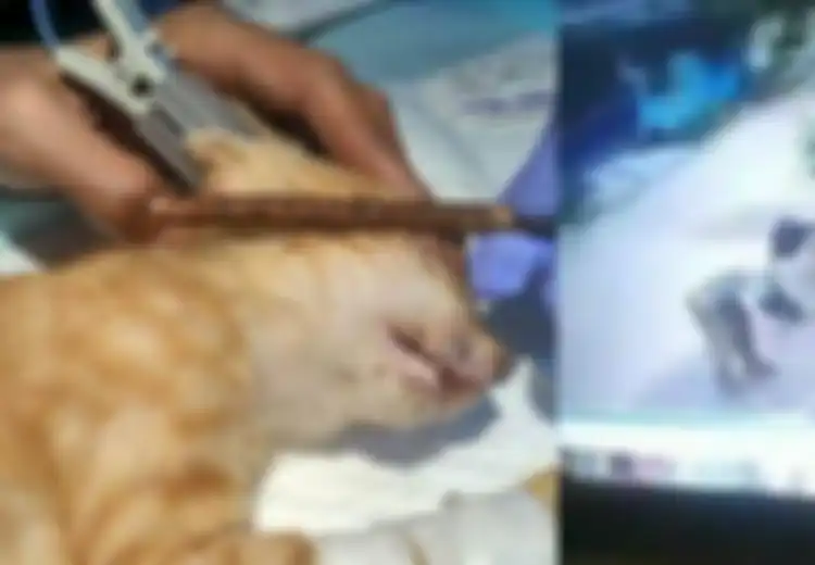 Videonya Viral, Pria Ini Hobi Pukuli Kucing Sampai Mati, Kepergok Ngamuk dan Hampir Pukuli Emak-emak, Saksi: Tiba-tiba Kucing Itu Dipukul dengan Sapu