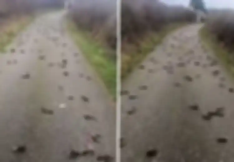 Sempat Dikira Jadi Tanda Akhir Zaman, Misteri Kematian Ratusan Burung Jalak yang  Tiba-tiba Berjatuhan dari Langit Akhirnya Terungkap: 'Ada Lebih dari 300... Berserakan'