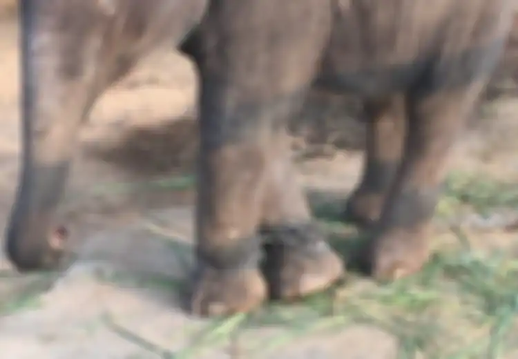 Bayi Gajah Dilaporkan Terisolasi di Gubug dan Kakinya Dirantai hingga Tak Bisa Meregangkan Kaki Saat 'Tak Mengemis Kepada Turis' Demi Uang, Pelancong: Tak Punya Akses ke Air Bersih dan Makanan