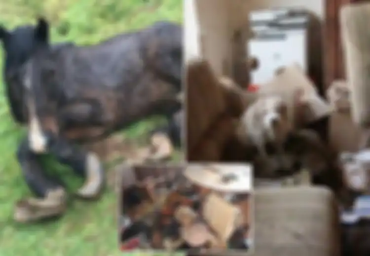 Mengerikan, 51 Binatang Termasuk Anjing, Kucing, dan Kuda Dibiarkan Kelaparan Sampai Mati di Sebuah Rumah Ini, Mereka Ditemukan Tertutup Muntahan dan Kotoran serta Dikelilingi Bangkai-bangkai Lainnya
