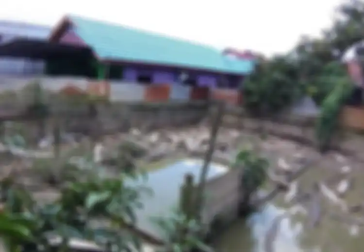 Tinggal Dekat Kandang 32 Buaya yang Hanya Berdinding Seng dan Papan, Warga Mengaku Takut hingga Ayam Sering Hilang