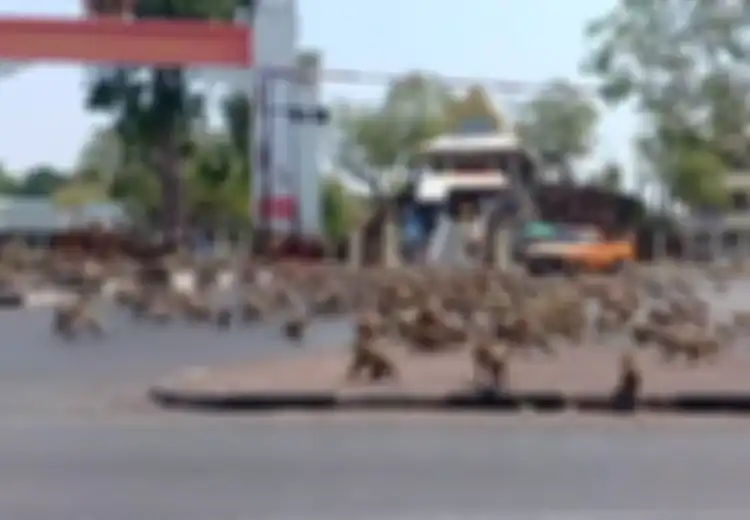 Ratusan Monyet Ini Tak Hanya Meneror Kota Tapi Juga Saling Kelahi Berebut Makanan Satu Sama Lain, Warga: 'Mereka Lebih Mirip Anjing Liar Daripada Monyet'