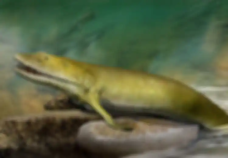 Sirip Ikan Prasejarah 380 Juta Tahun Ini Perlihatkan Bukti Asal-usul Evolusi Tangan Manusia, Paleontologi: 'Setiap Bagian Tubuh Kita Punya Sejarah Panjang'