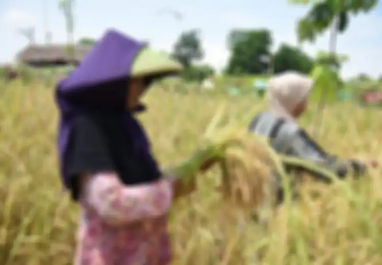 Bagai Angin Segar di Tengah Pandemi, Wujudkan Ketahanan Pangan Nasional, Kementan Berikan Bantuan Padat Karya