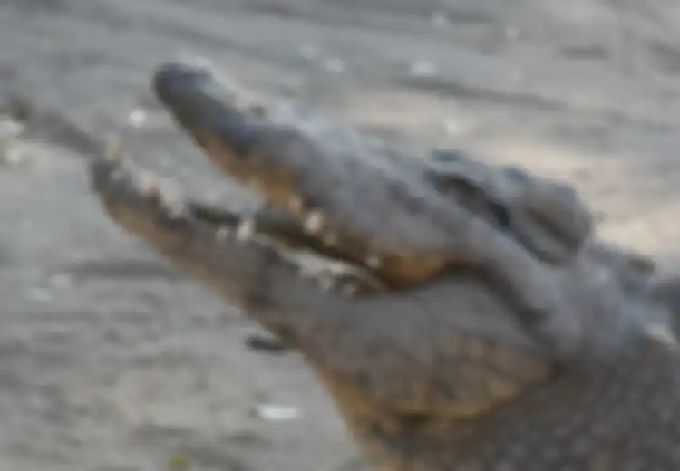 Reptil Purba Sepanjang 2 Meter Ini Ditangkap dan Dijadikan Tawanan, Warga Lalu Warga Minta Tebusan Rp 10 Juta ke Polisi: 'Kami Butuh Waktu Berjam-jam untuk Meyakinkan Mereka'