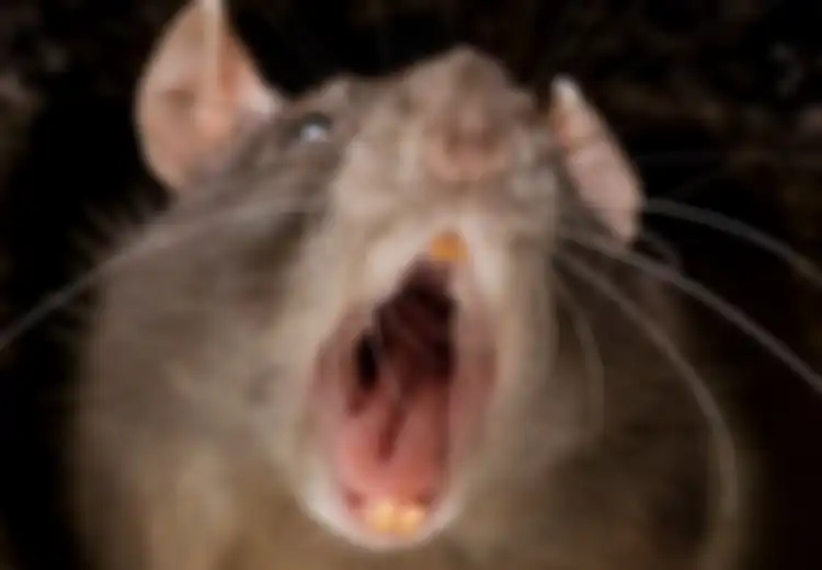 Termasuk Menggunakan Tikus-tikus Lapar, Ini 7 Hukuman Mati Paling Kejam dan Tidak Biasa Zaman Sejarah