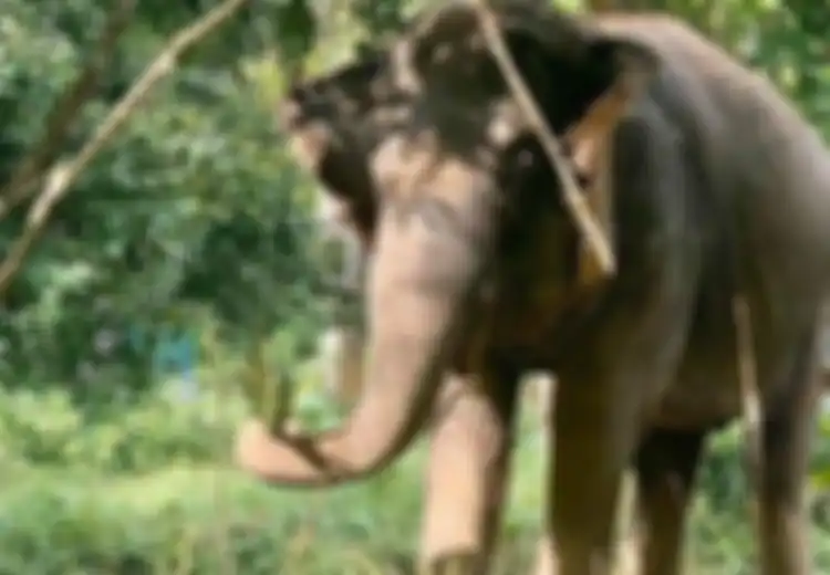 Hewan pun Rasakan Dampak Virus Corona, Gajah di Thailand Terancam Kelaparan Gara-gara Kunjungan Turis Menurun, Terpaksa Diberi Pakan Tak Seperti Menu Biasanya
