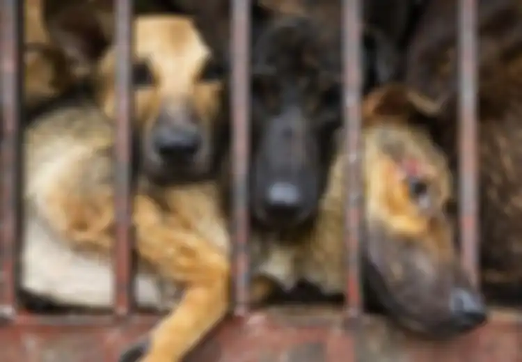 Tak Peduli Dikecam Dunia, Orang China Masih Nekat Lanjutkan Tradisi Brutal Makan Anjing yang Direbus Hidup-hidup, Bahkan Ada Festivalnya