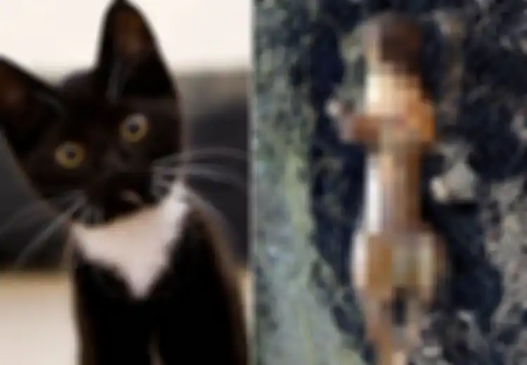 Di Vietnam Kucing Hitam Laris Diburu Untuk Dibantai Kemudian Dikonsumsi Karena Diyakini Sebagai Obat Virus Corona