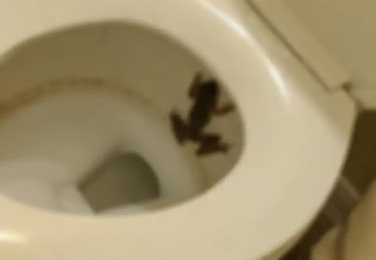 Warga Bingung Sekaligus Ngeri, Tiba-tiba Banyak Katak yang Masuk ke Rumah Melalui Toilet dan Wastafel, Apa yang Sebenarnya Terjadi?