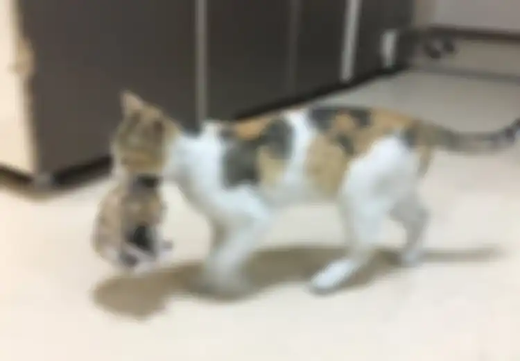 Mengharukan, Seekor Kucing Bawa Anaknya yang Sakit ke Rumah Sakit agar Cepat Ditolong Dokter