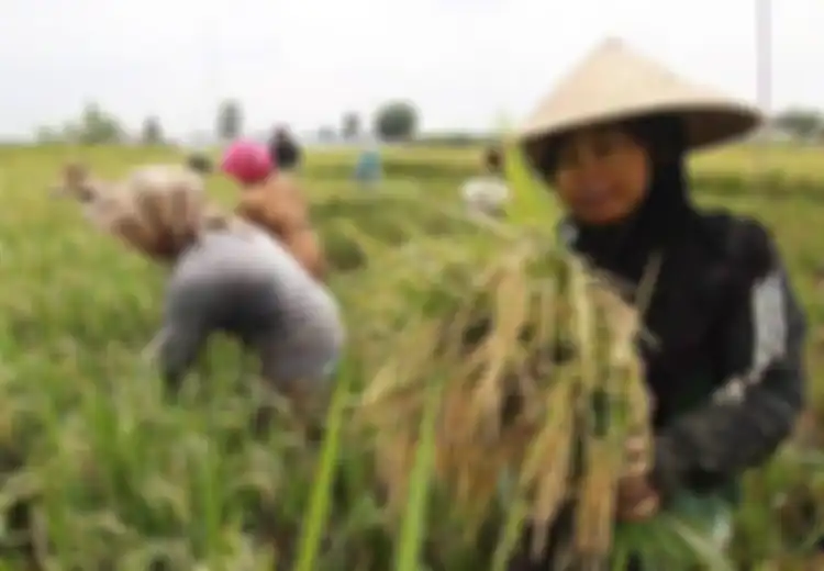 Demi Kesejahteraan Dua Kelompok Ini, Kemerdekaan Pun Diperjuangkan, Inilah Makna Kemerdekaan Bagi Petani dan Pedagang