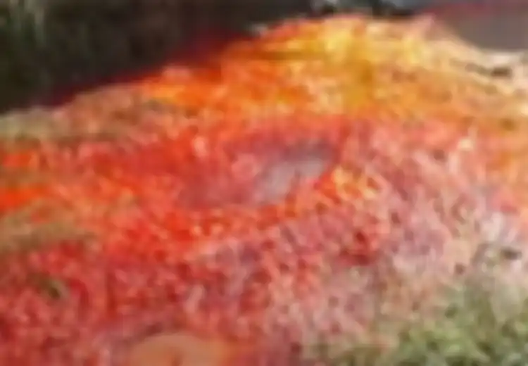 Gegerkan Warga, Sungai di Israel Mendadak Berubah Menjadi Merah Darah Seperti Wabah Darah di Mesir, Terungkap Ternyata dari Sinilah Darah Tersebut Mengalir