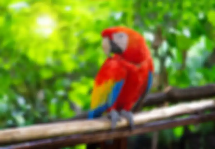 Satu-satunya Makhluk yang Saksikan Pembunuhan dan Pemerkosaan, Seekor Burung Beo Disuruh Bersaksi di Pengadilan