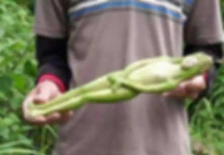 Menguak Misteri Buah Berbentuk Wanita yang Konon Hanya Tumbuh 20 Tahun Sekali di Thailand, Tak Disangka di Negeri Mendapatkan Buah Semacam Itu Sangat Mudah