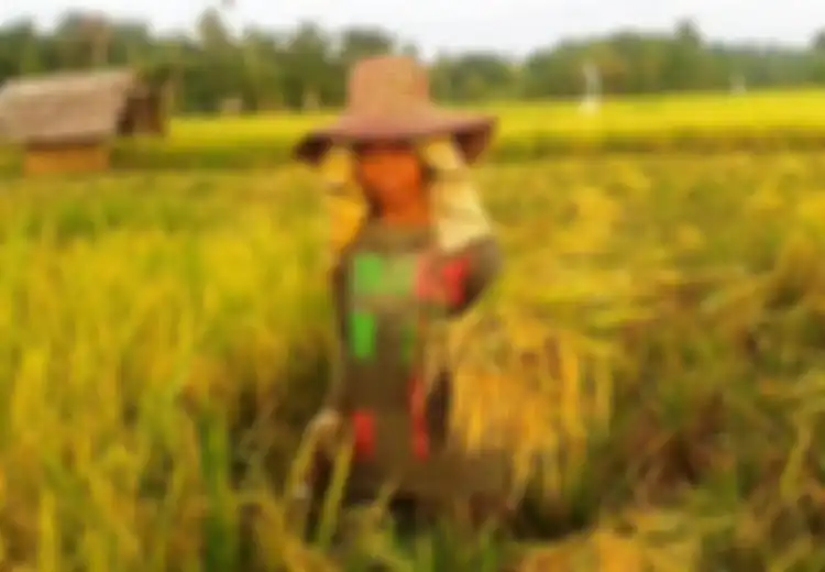 Maknanya Besar, Beginilah Pengaruh Kemerdekaan Bagi Petani dan Pedagang