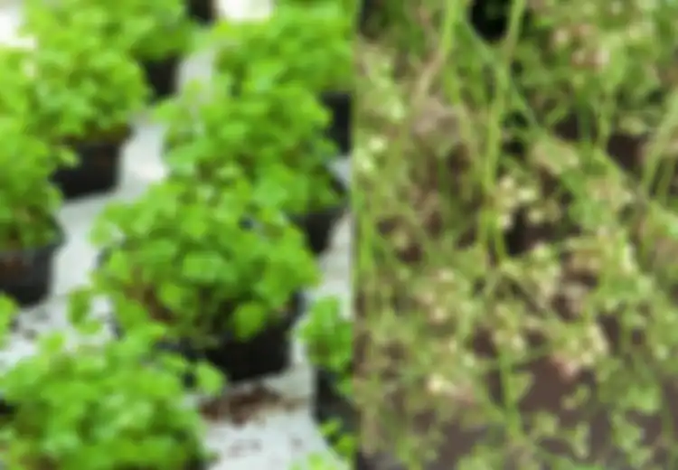 Mengenal Pohon Ketumbar dan Cilantro, Keduanya Berasal dari Satu Pohon