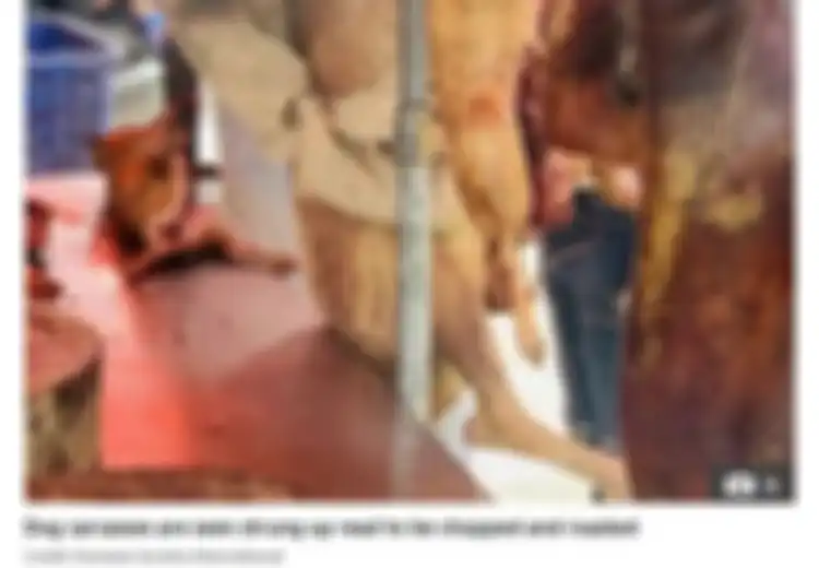 Tak Pedulikan Larangan Pemerintah atau Risiko Kesehatan, Festival Daging Anjing di China 10 Hari Kembali Dibuka