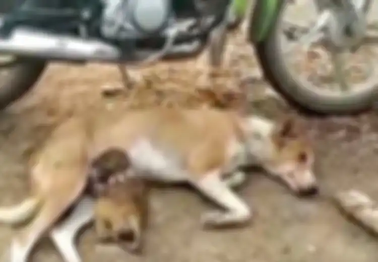 Bak Ibu dan Anak, Seekor Anjing Tertangkap Kamera Tengah Menyusui Bayi Monyet yang Terlantar, Lihat Betapa Sabar Sang Anjing!