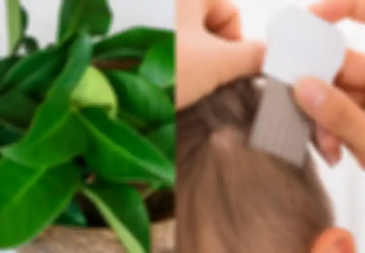 Manfaat Daun Salam untuk Kecantikan Kulit dan Rambut, Hilangkan Kutu!
