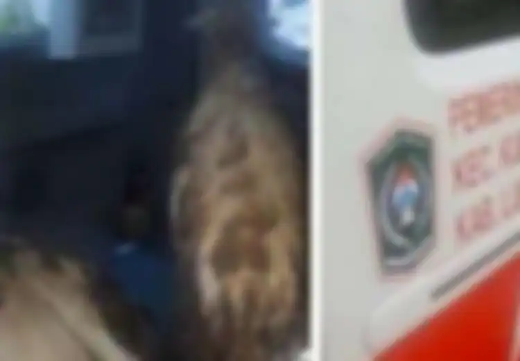Heboh Ambulans Desa Kepergok Angkut Kambing sampai Bikin Wakil Bupati 'Naik Darah', Ini Fakta-faktanya